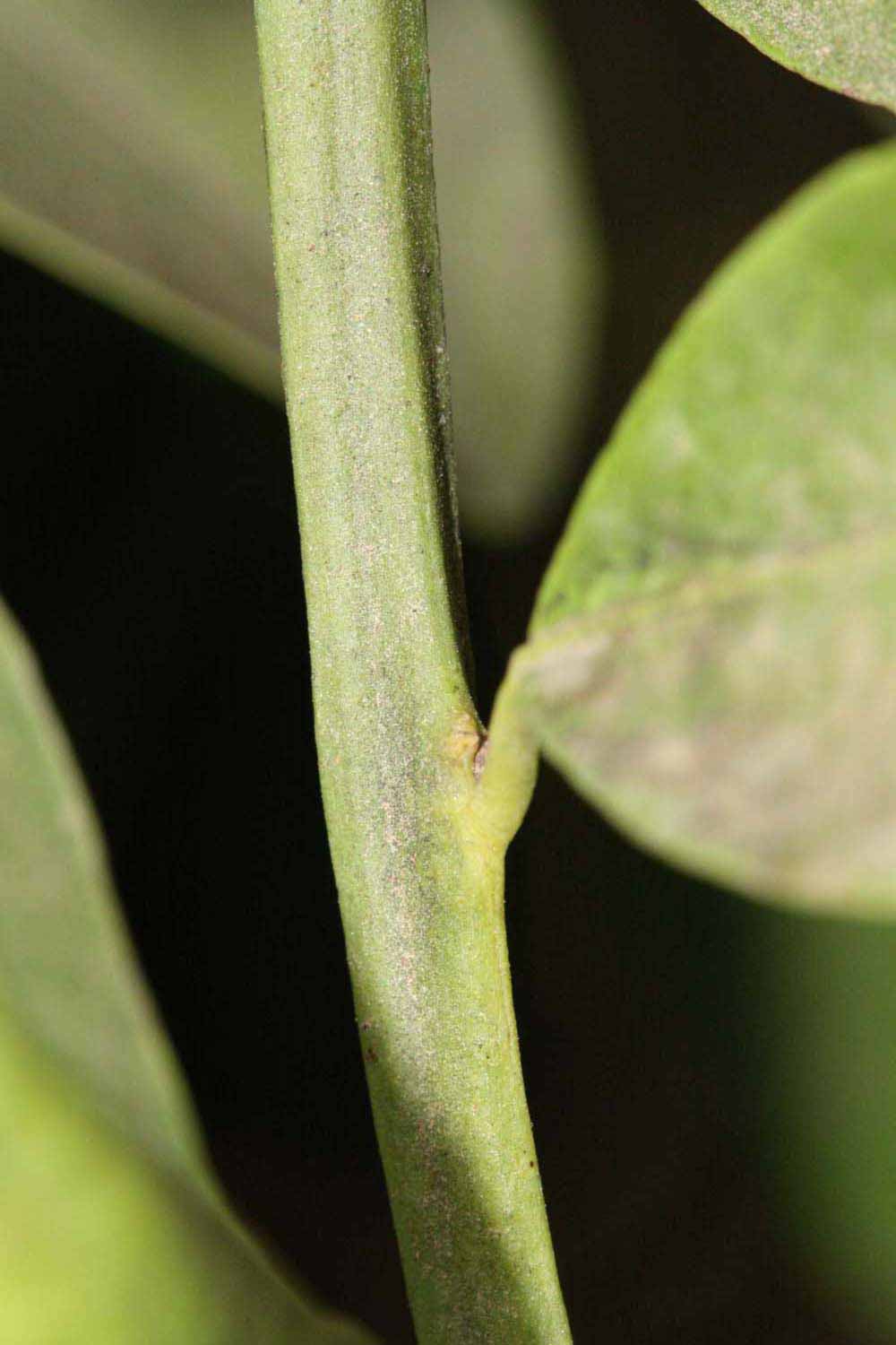            First year twig (Riverside, CA)   